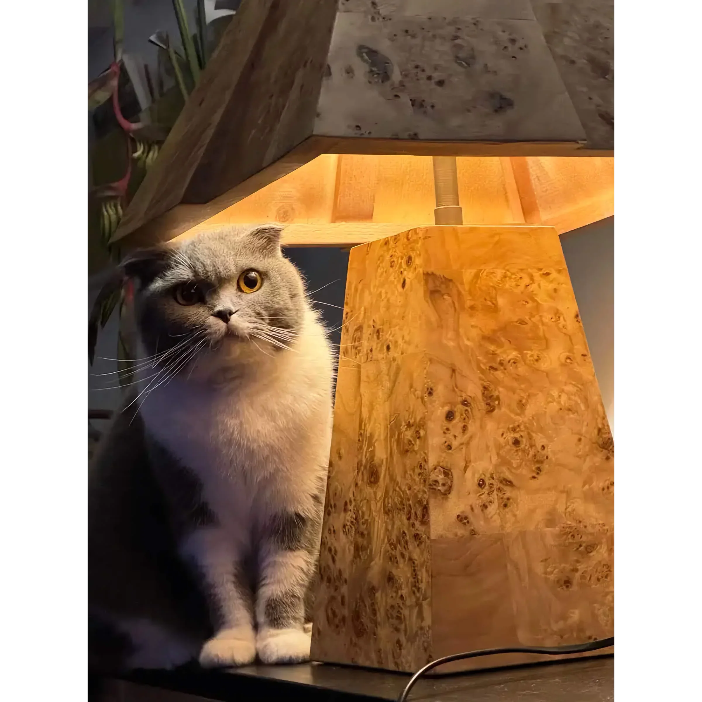 BURL WOOD TABLE LAMP | CLBURL036D